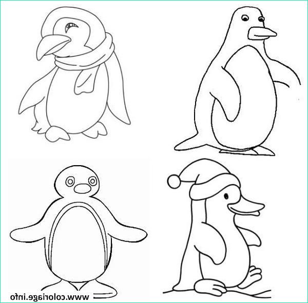 dessin pingouin banquise coloriage dessin