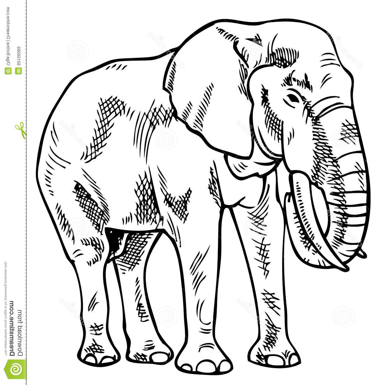stock illustration elephant drawing white background image