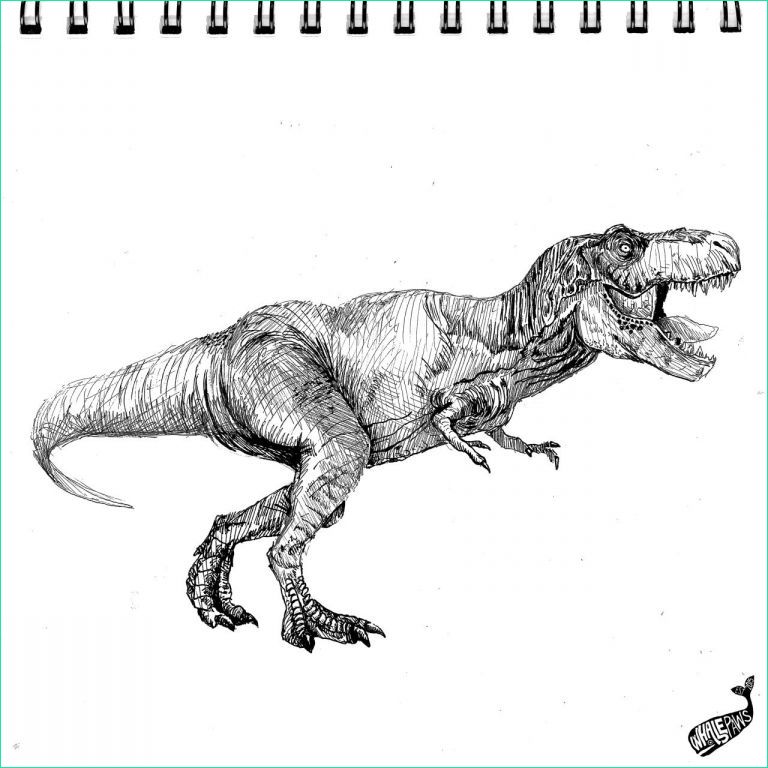 dinosaure dessin beau photos t rex art drawing trex dinosaur animal animals