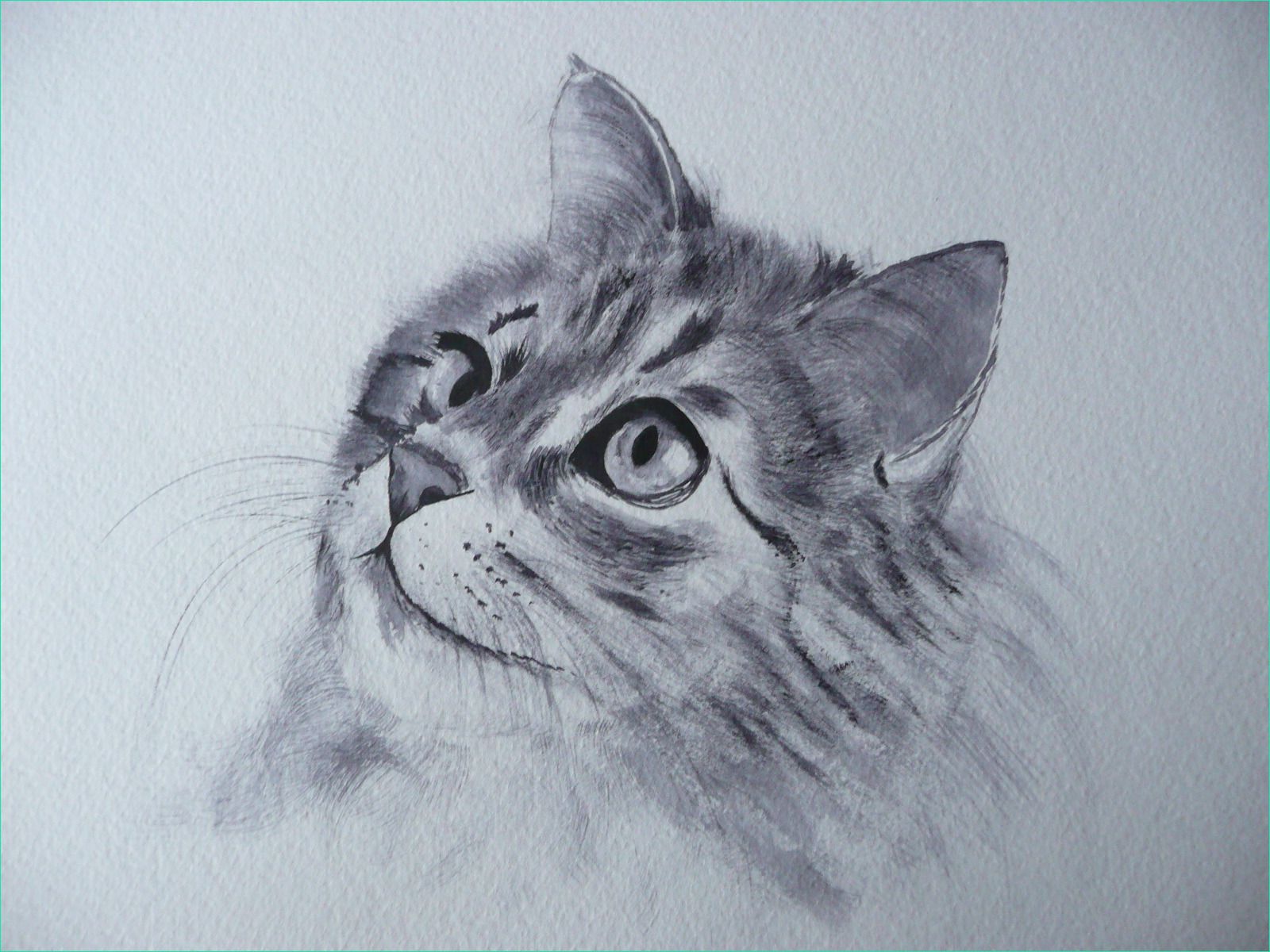 dessin chat poil long