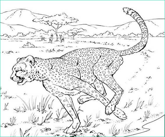 coloriage animaux sauvages