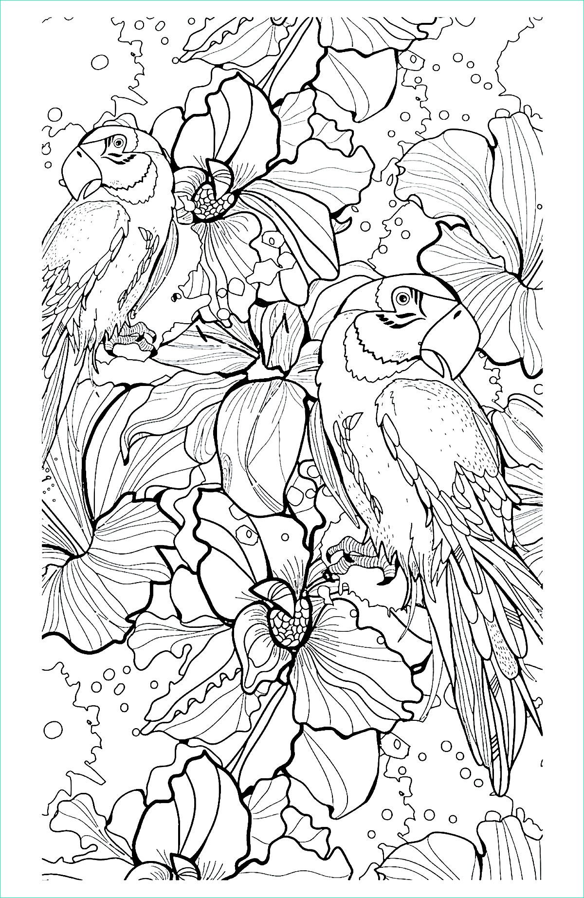 3 image=animaux coloriage adulte difficile perroquets 1