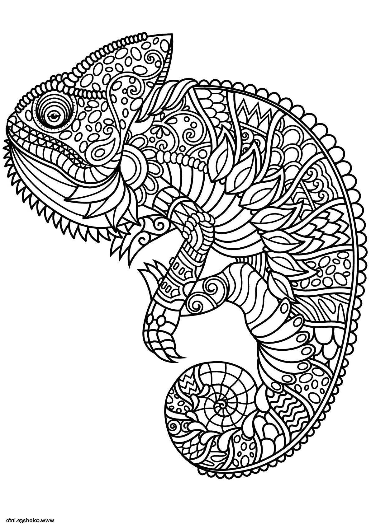 mandala cameleon coloriage dessin