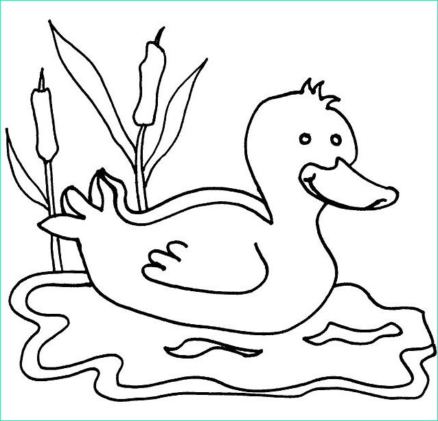 un canard dans l eau 651