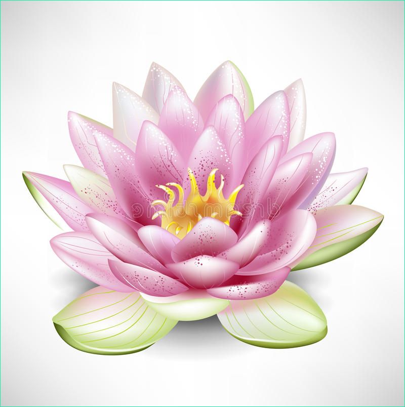 stock images single blossoming lotus flower image