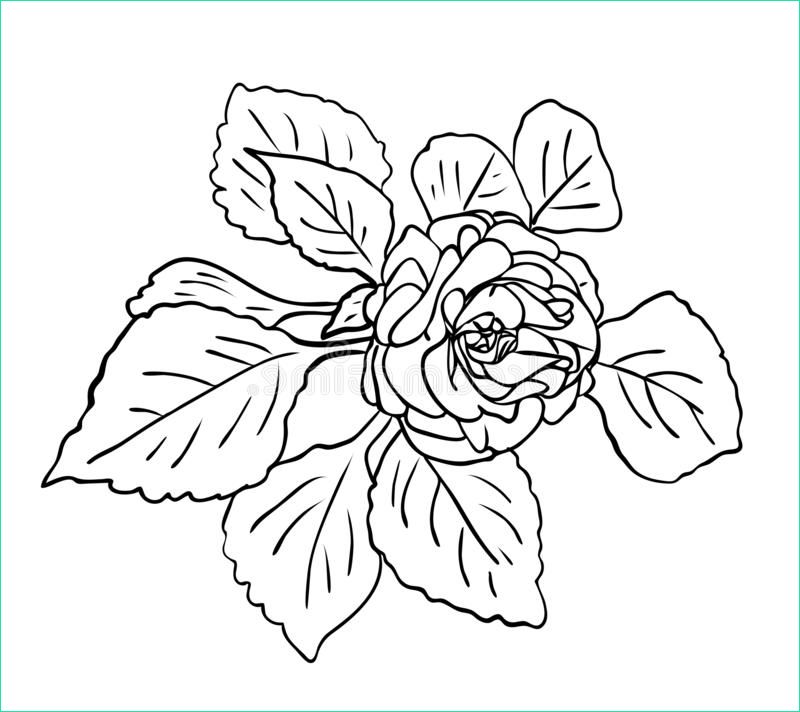 illustration stock dessin d isolement d fleur rose image
