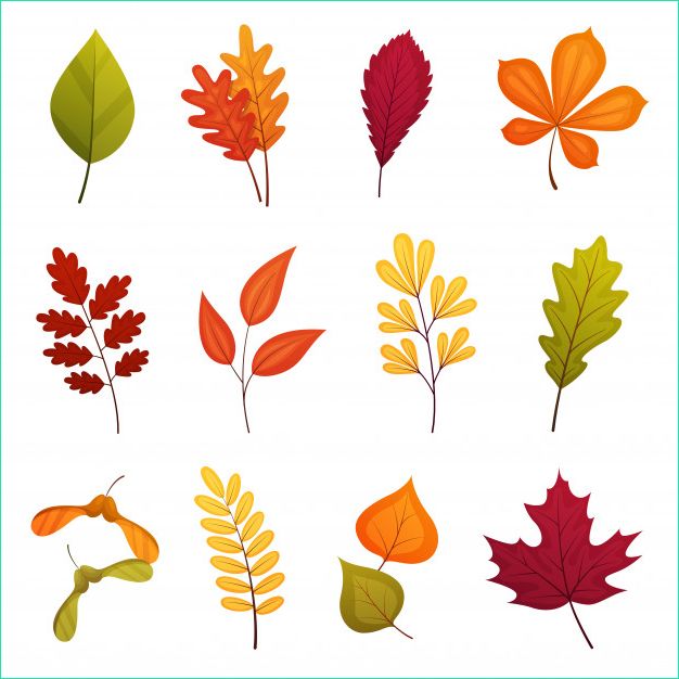 ensemble feuilles automne y pris chene erable bouleau rowan autres feuilles elements dessin anime vecteur isoles