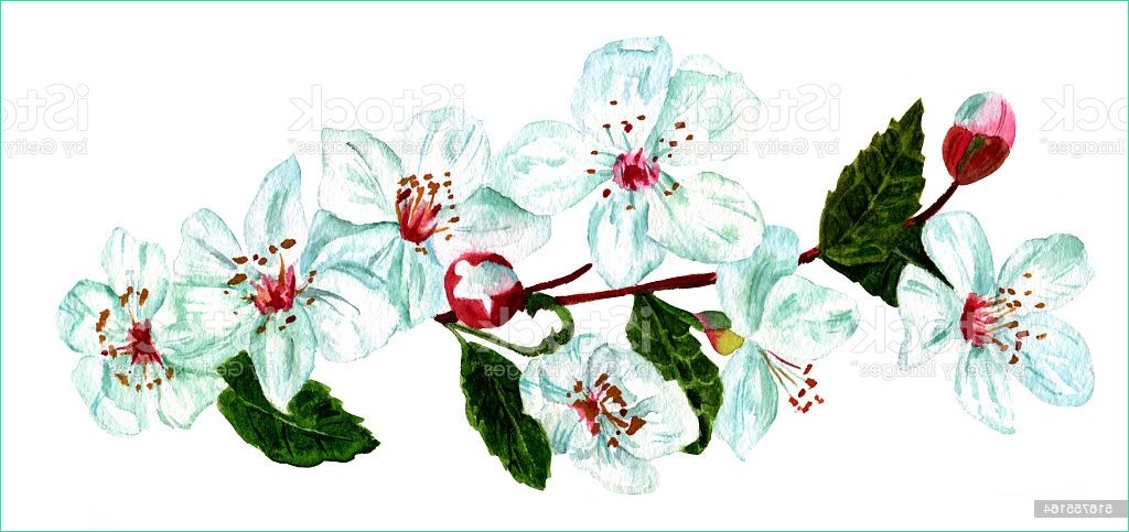 aquarelle dessin de fleur de prunier au printemps de agence gm