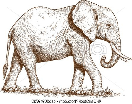 illustration of engraving elephant