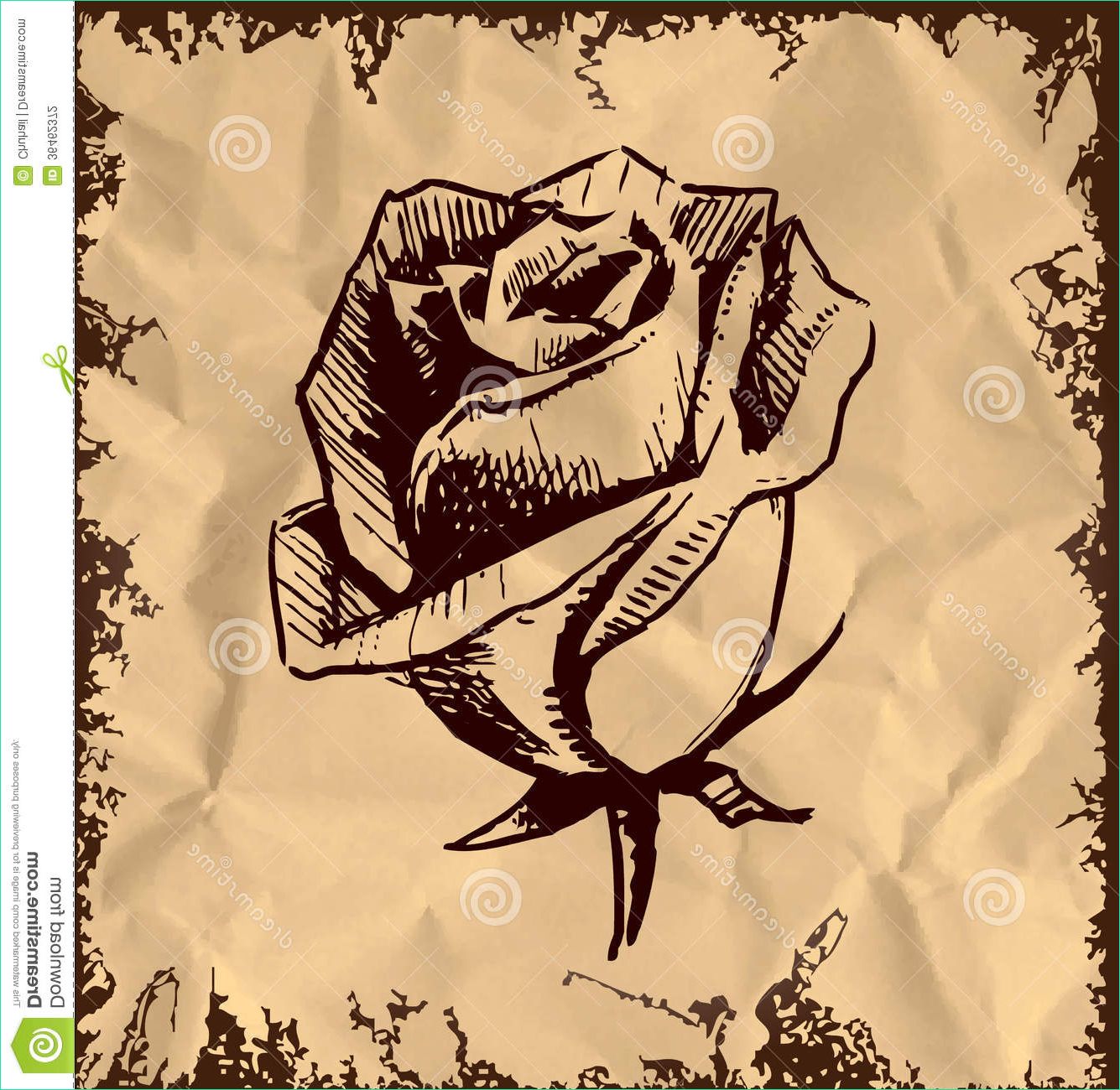 stock photography vintage rose bud sketch illustration fast drawing image