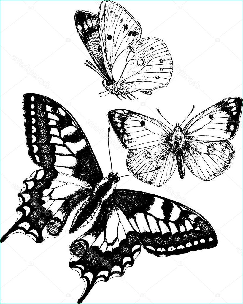 stock photo vintage drawing butterfly