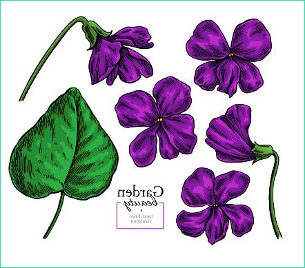 fleur violette de dessin set de floral vector dessinés à la main croquis de gm