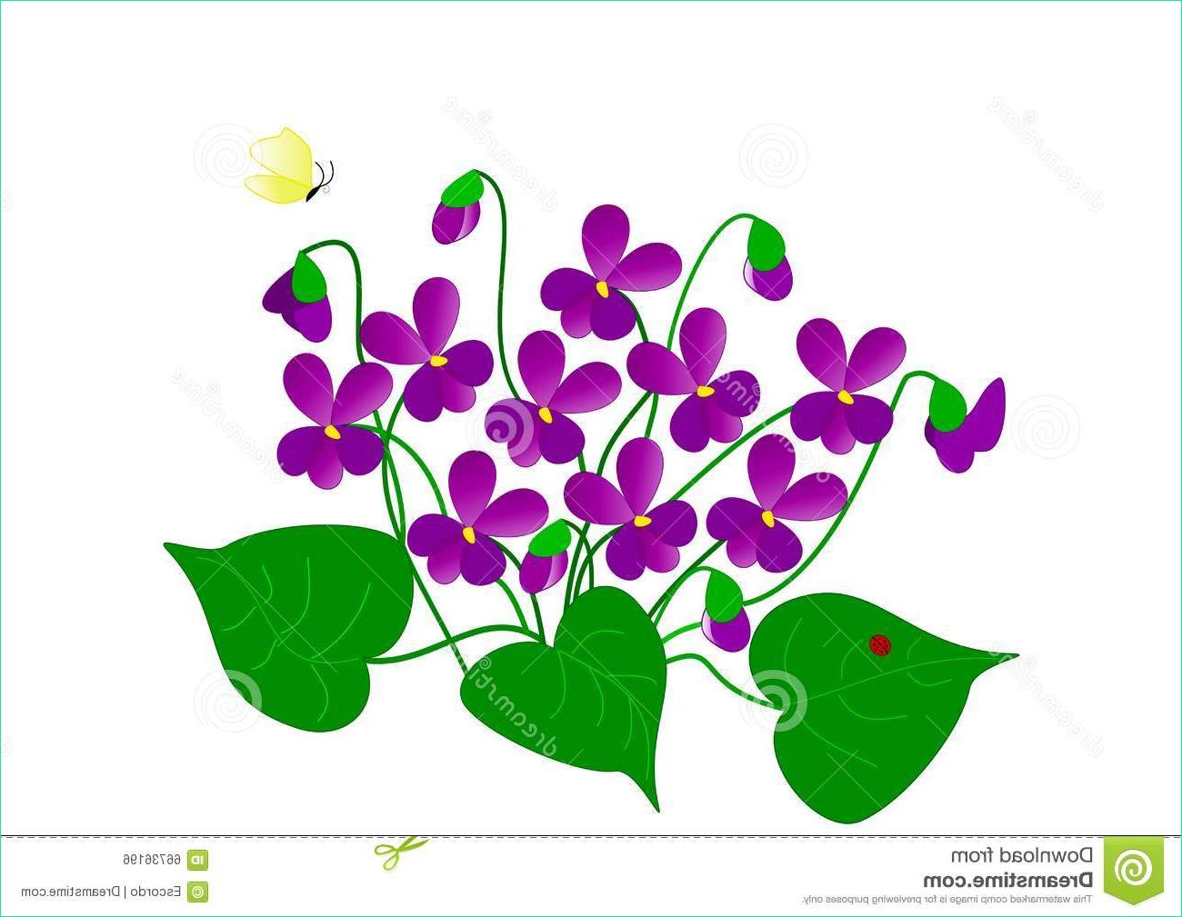 illustration stock dessin des violettes image