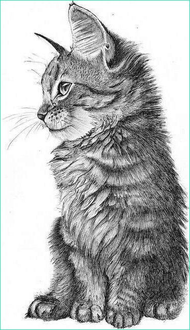 dessin chaton kawaii cool photos dessin d un chaton de profil image by patrisha