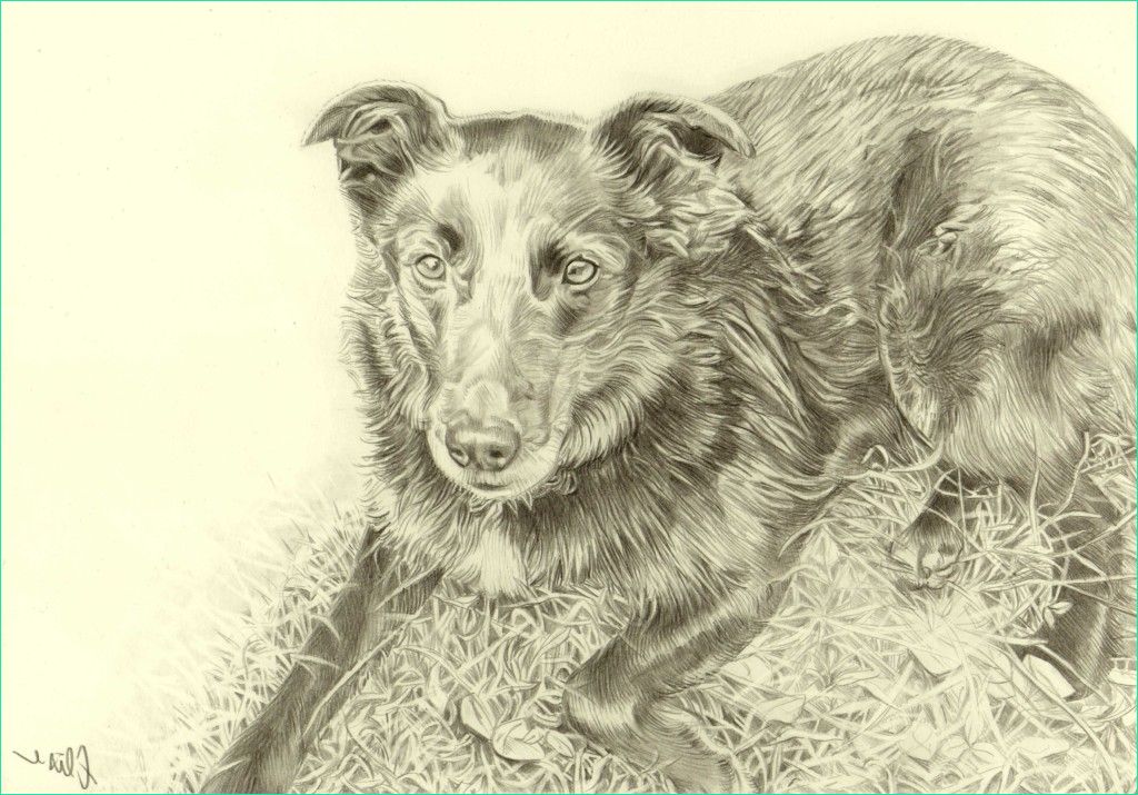 portrait dessin d apres photo animaux chien border coli allonge sur l herbe