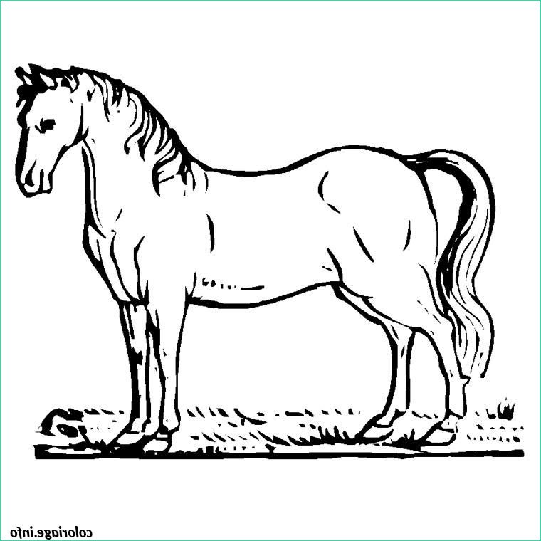 chevaux arabe coloriage 351