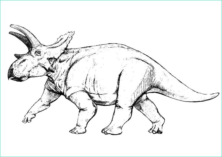coloriage triceratops i9148