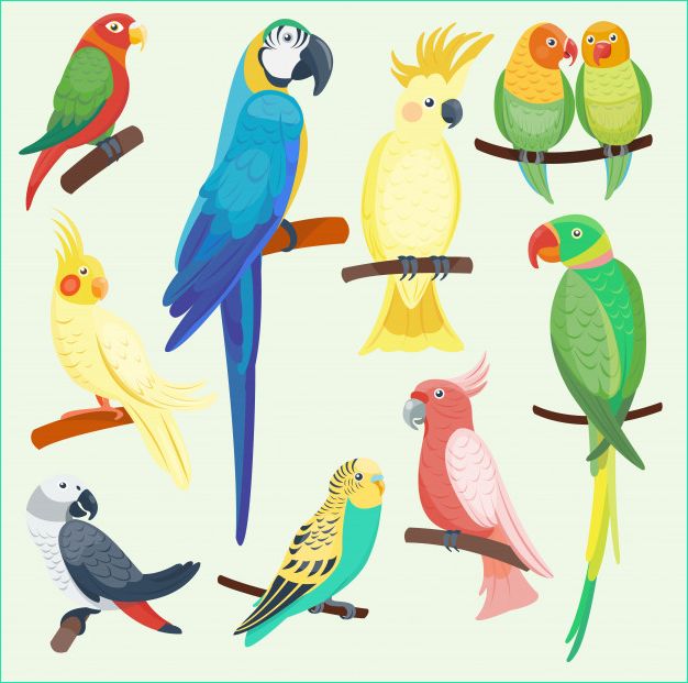 perroquets exotiques dessin anime mis illustration animaux sauvages oiseaux zoo faune tropicale ara isole
