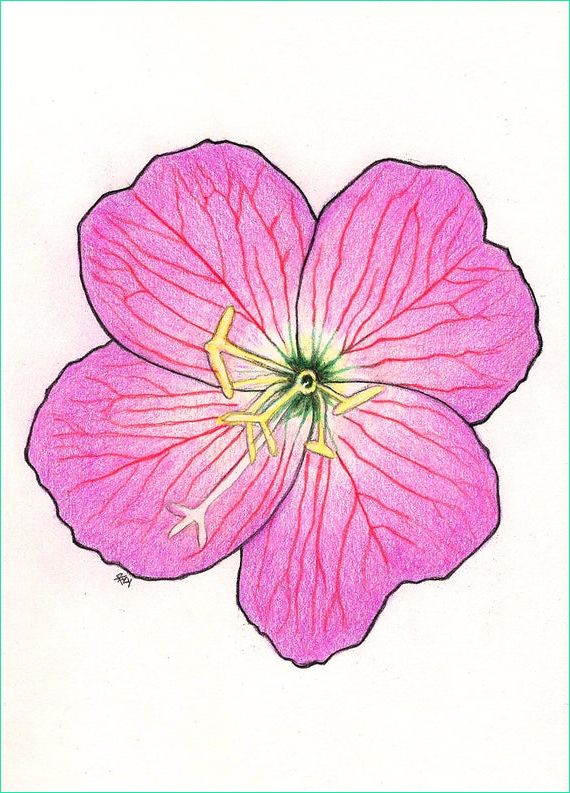 fleur rose de couleur dessin au crayon