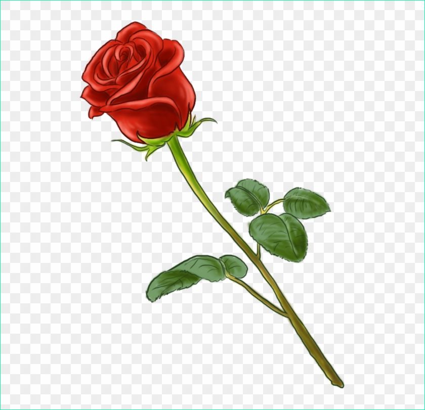 m2i8H7N4m2Z5i8i8 la fleur est parfaite nice dessin de rose en couleur dessin de