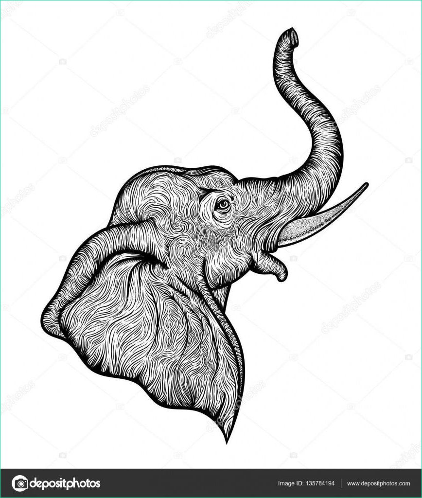 elephant de profil beau photos tete delephant dans la conception de profil ligne art