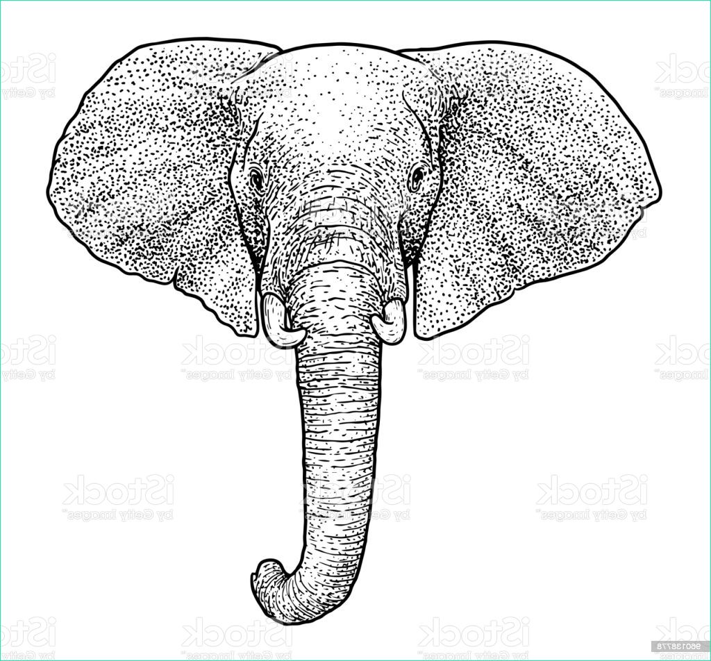 elephant head illustration drawing engraving ink line art vector gm