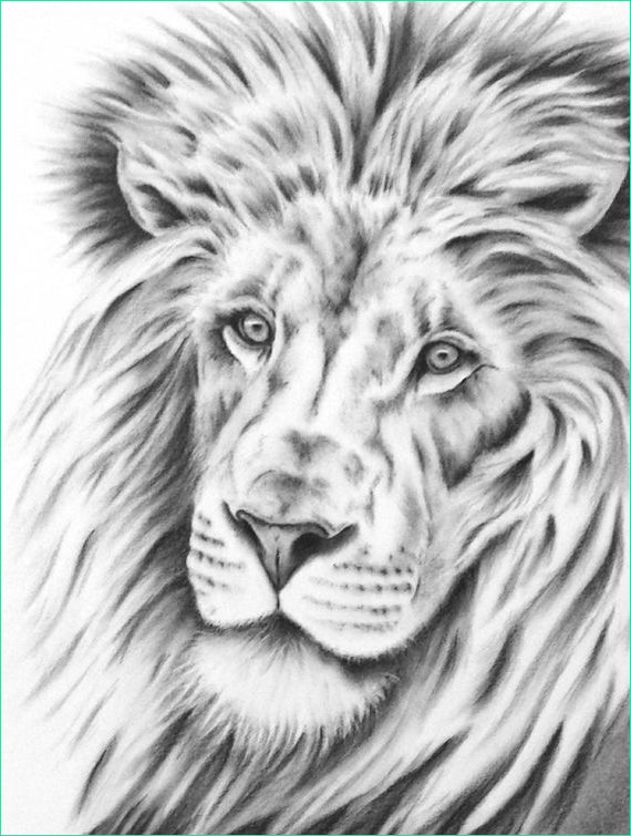charcoal lion drawing 8x10 giclee print
