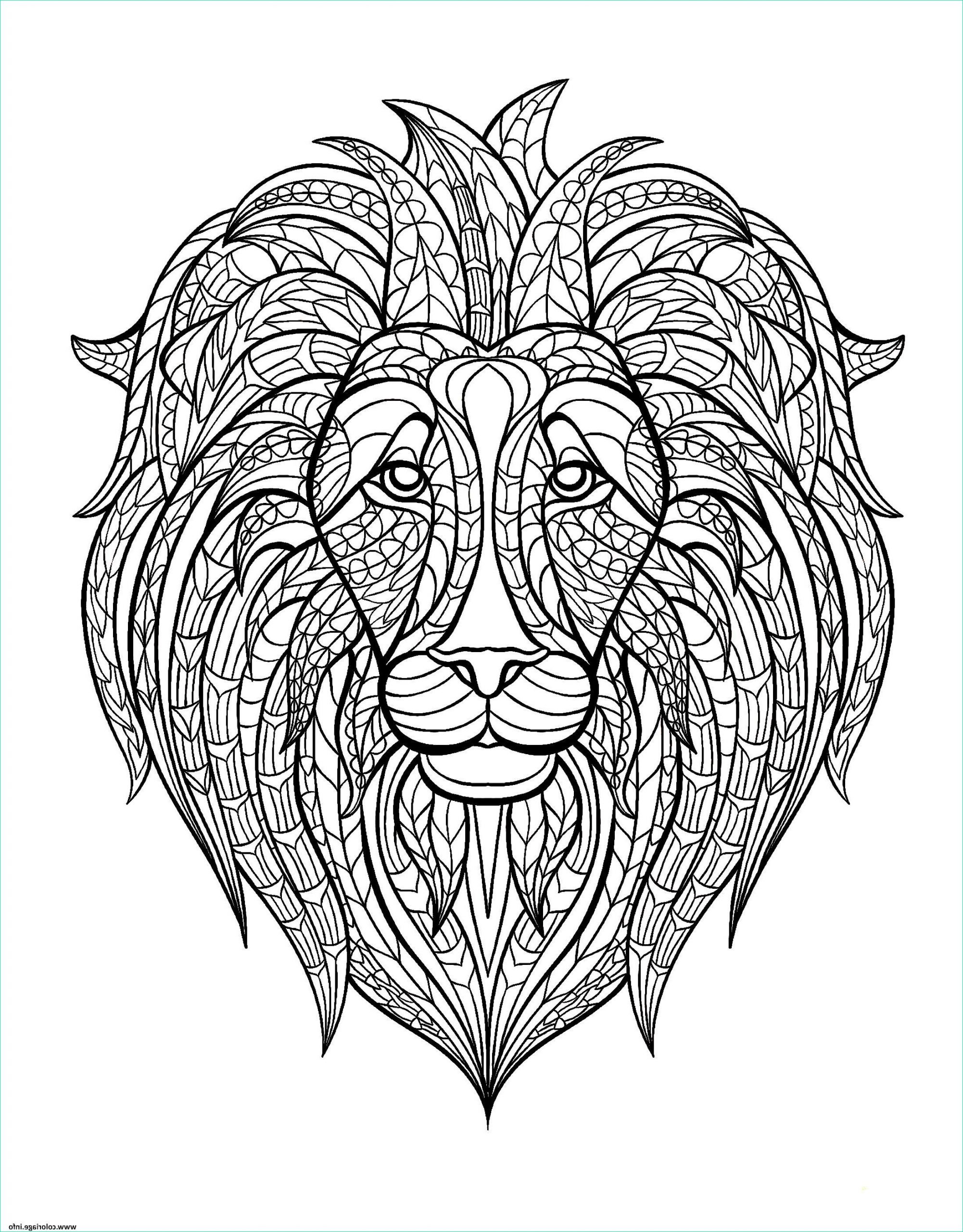 adulte tete lion coloriage dessin