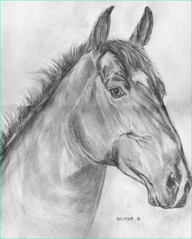 dessin var st raphael cheval tete cheval animaux crayon tete cheval pi 9521