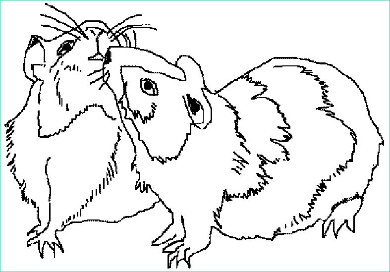 coloriage hamster 0