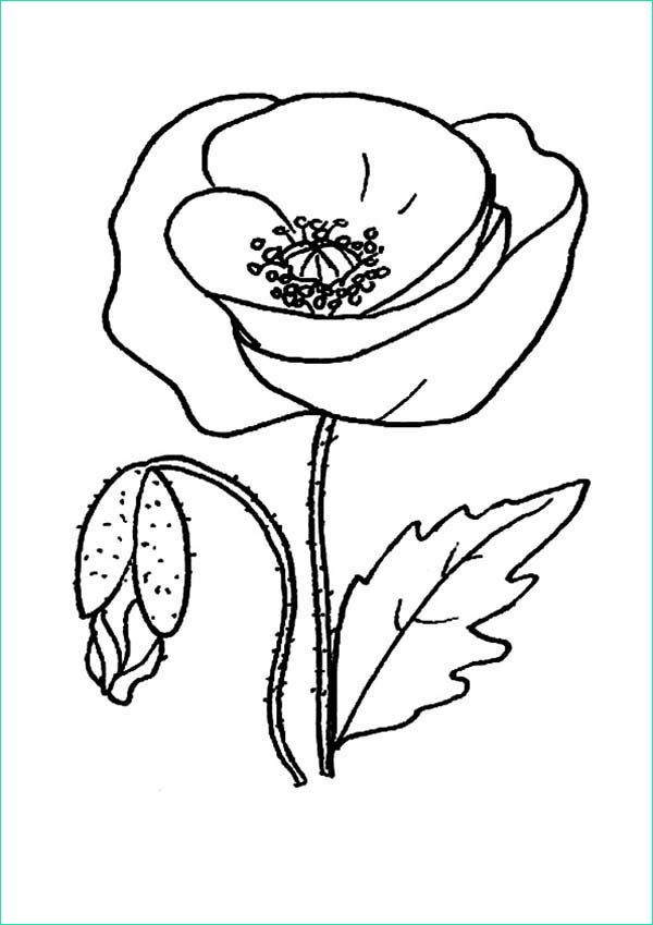 red poppy picture coloring page