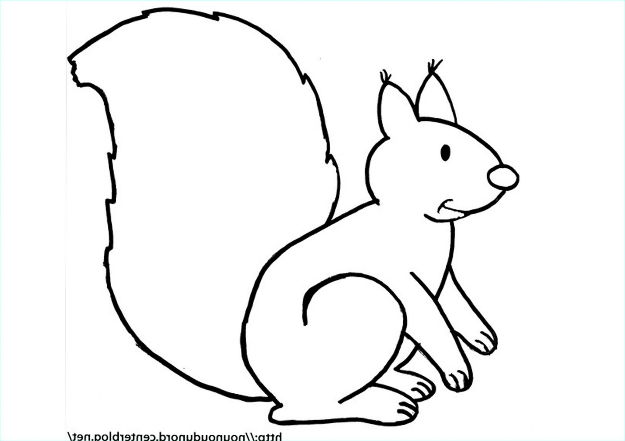 1313 coloriage ecureuil dessine par nounoudunord