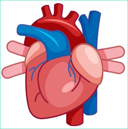 un dessin animé du cœur humain gm