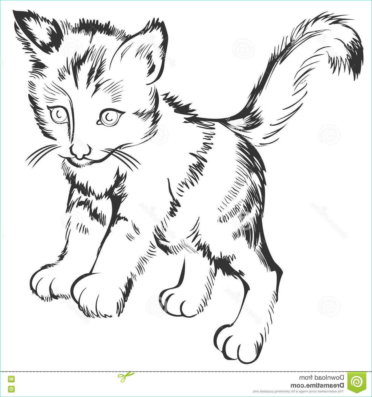stock illustration black white sketch little kitten drawing made puter graphic tablet vector image scale to any size loss image