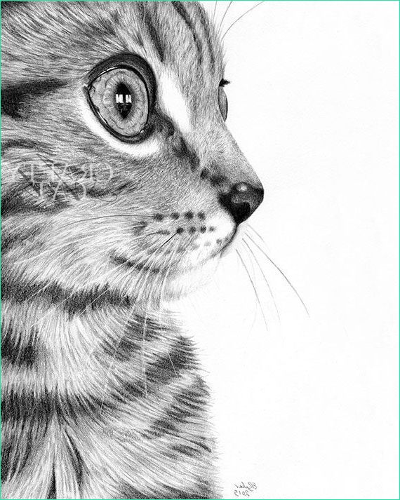 chat chaton crayon dessin digital print