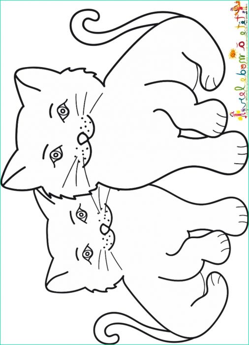 chaton image de chat dessin