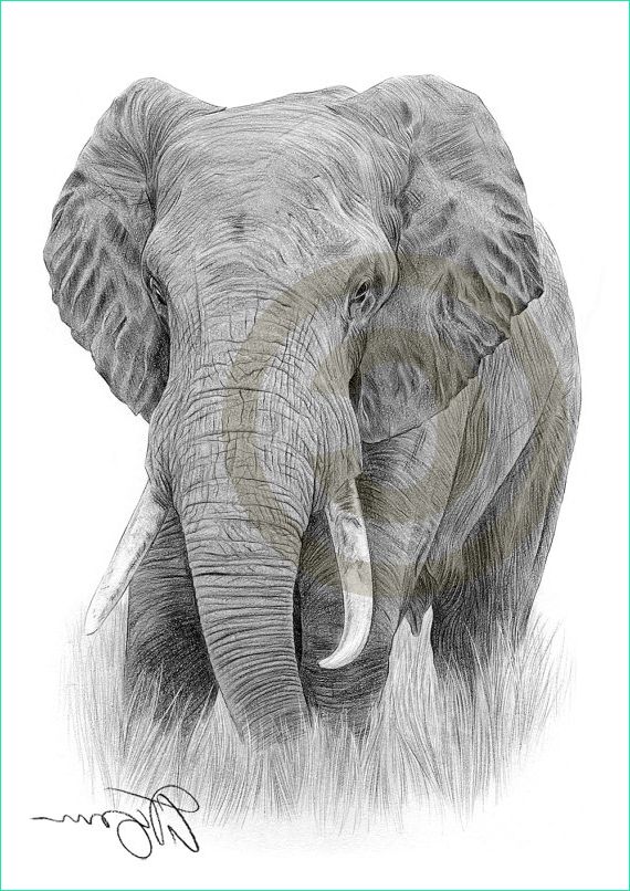 african elephant pencil drawing print a4