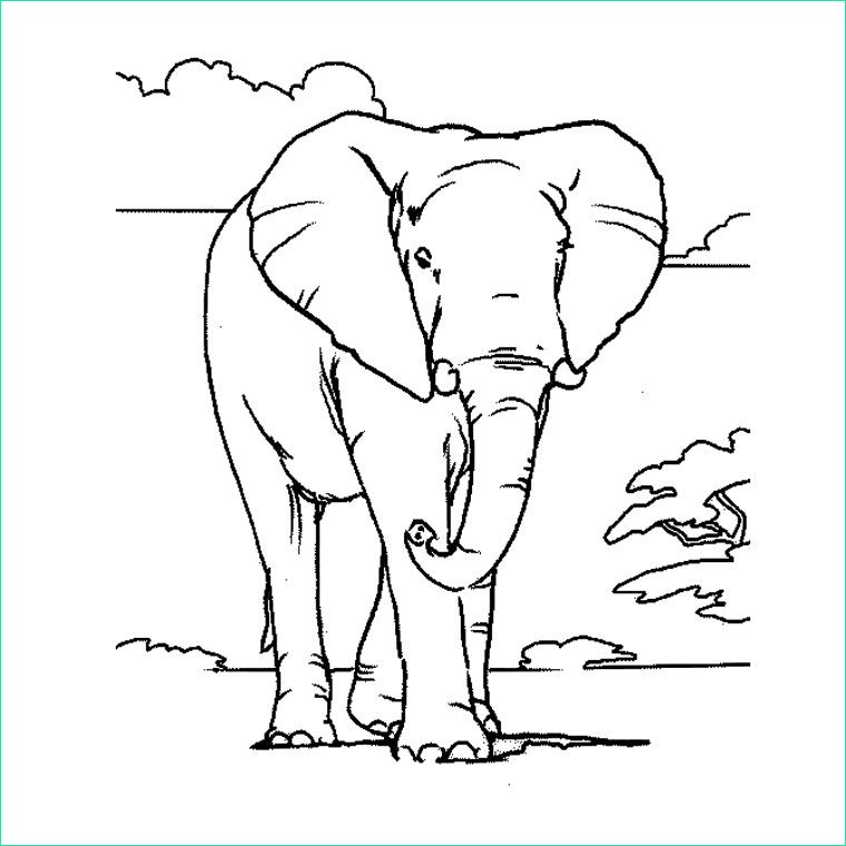 coloriage elephant dafrique