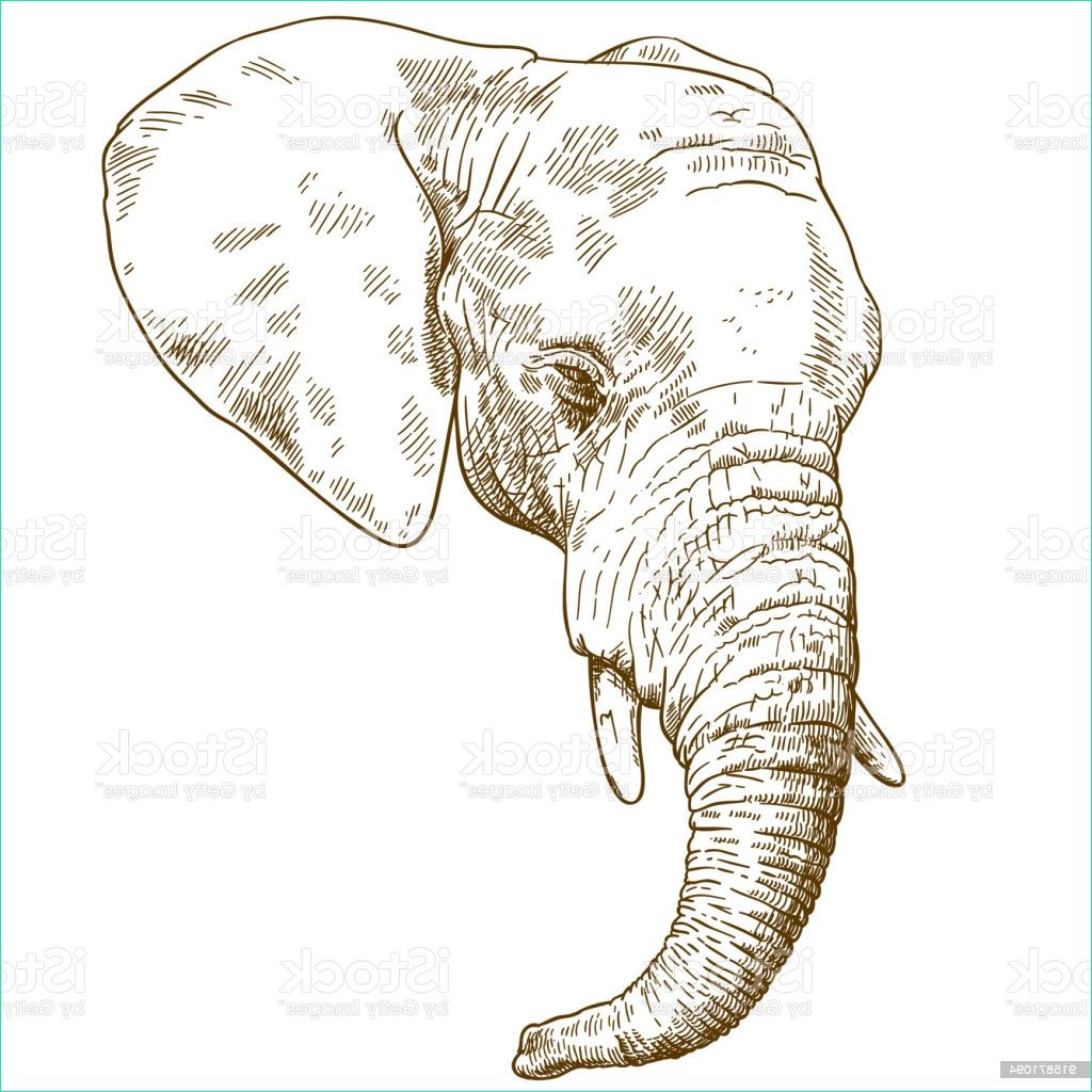 gravure dessin illustration de tête déléphant gm