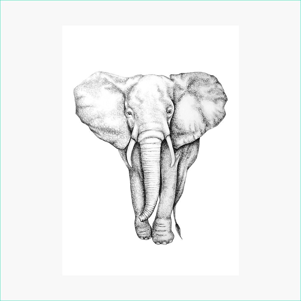 noduje dessin elephant d afrique
