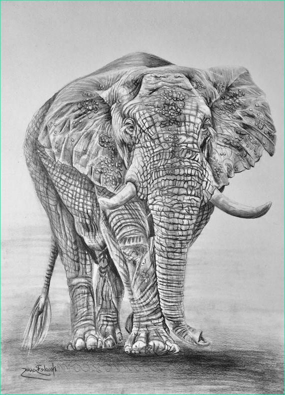 african elephant original pencil drawing