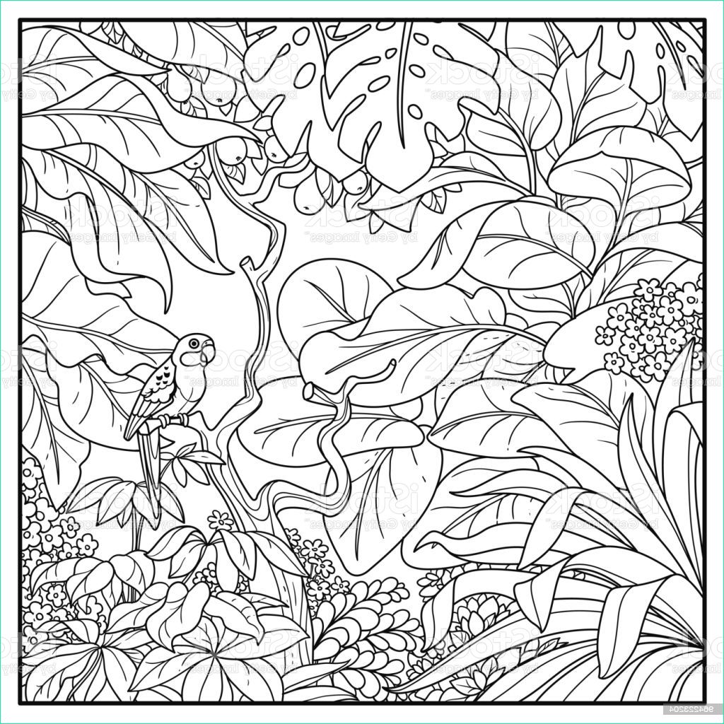 jungle sauvage avec rosella perroquet noir contour embranchement dessin à gm