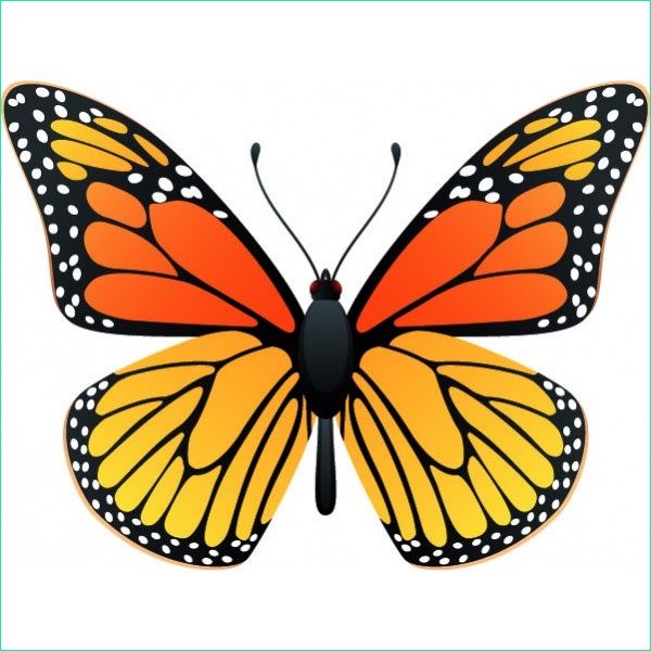 ment dessiner un papillon monarque