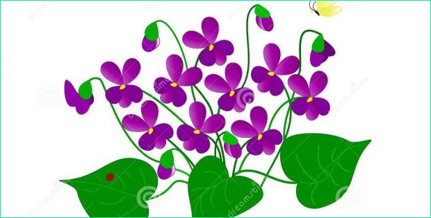 violette fleur dessin unique photos dessin des violettes illustration stock illustration du
