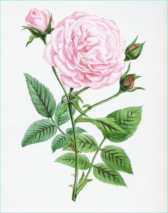cool fleur dessin rose couleur