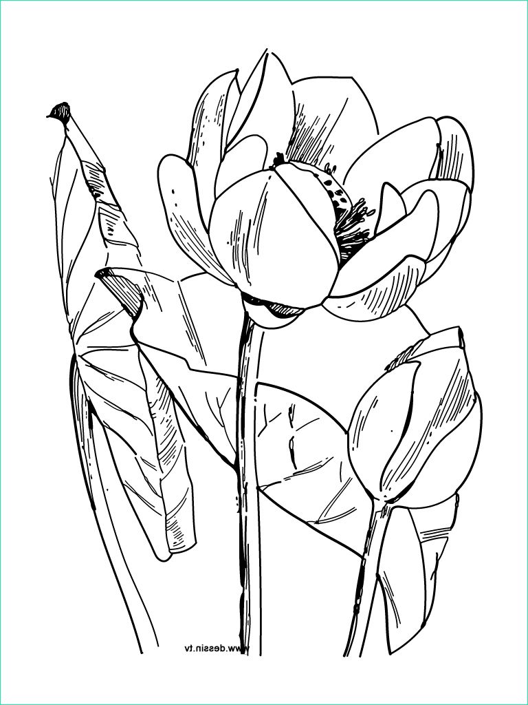 ment dessiner une fleur de lotus
