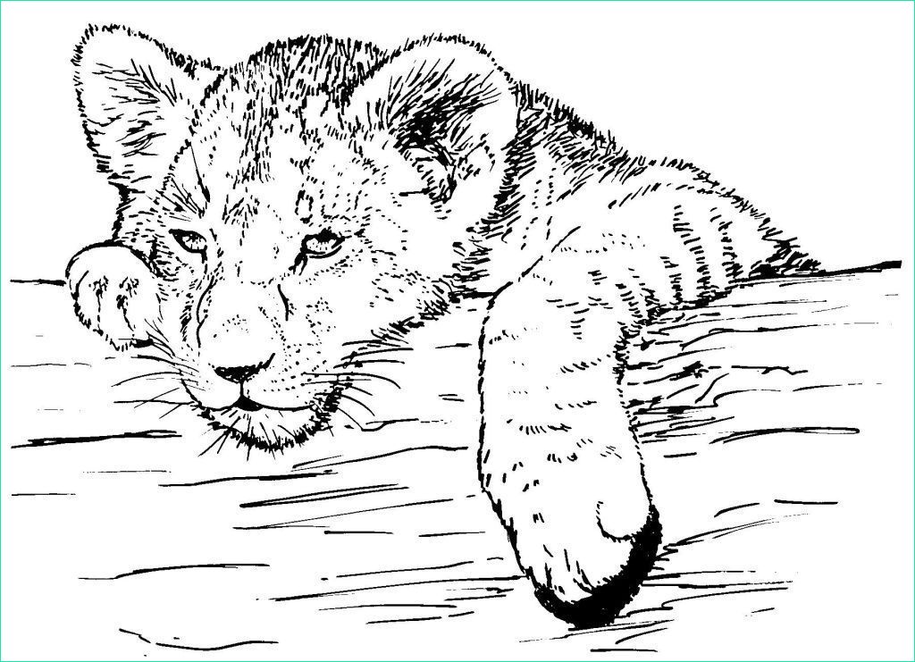 dessin lionceau luxe collection dessin coloriage animal lionceau animaux