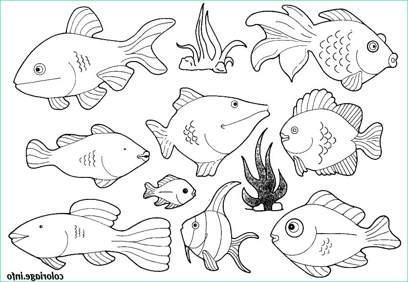 plein de poissons a colorier coloriage dessin