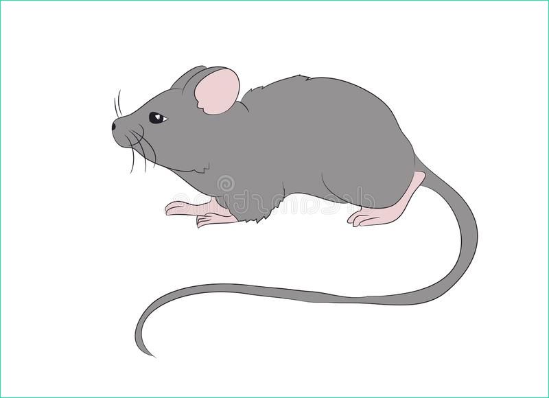 illustration stock animal silhouette couleur rongeur souris rat image