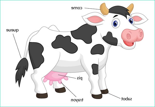 dessin vache avec son veau